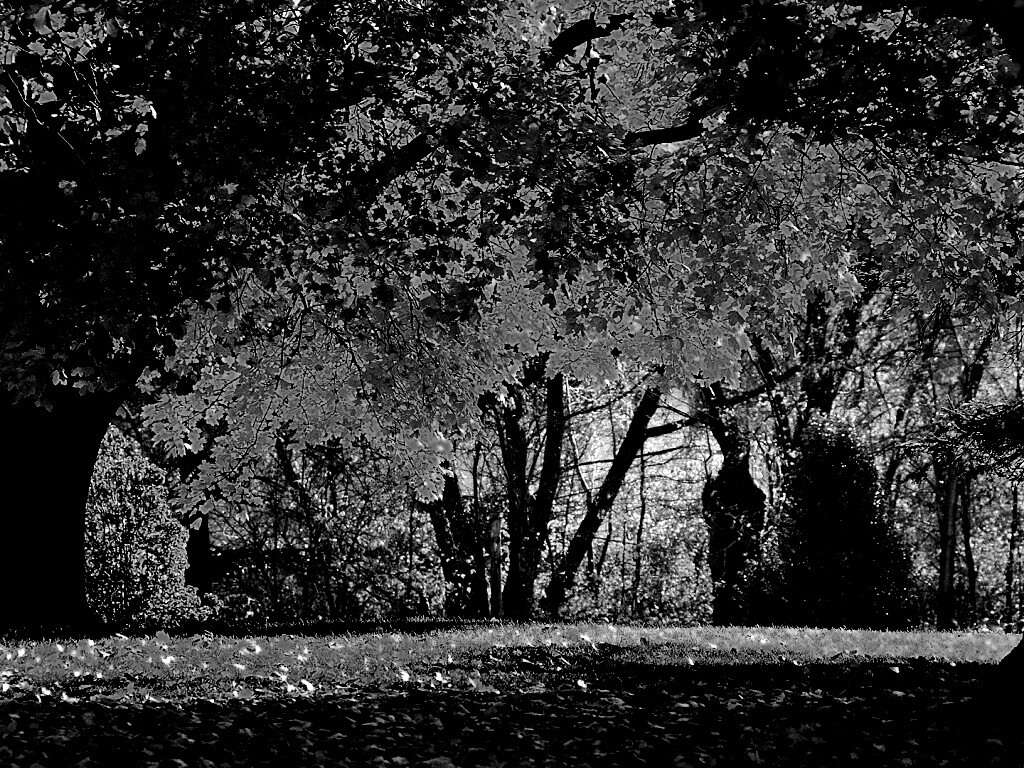 Размашистое осеннее дерево обои