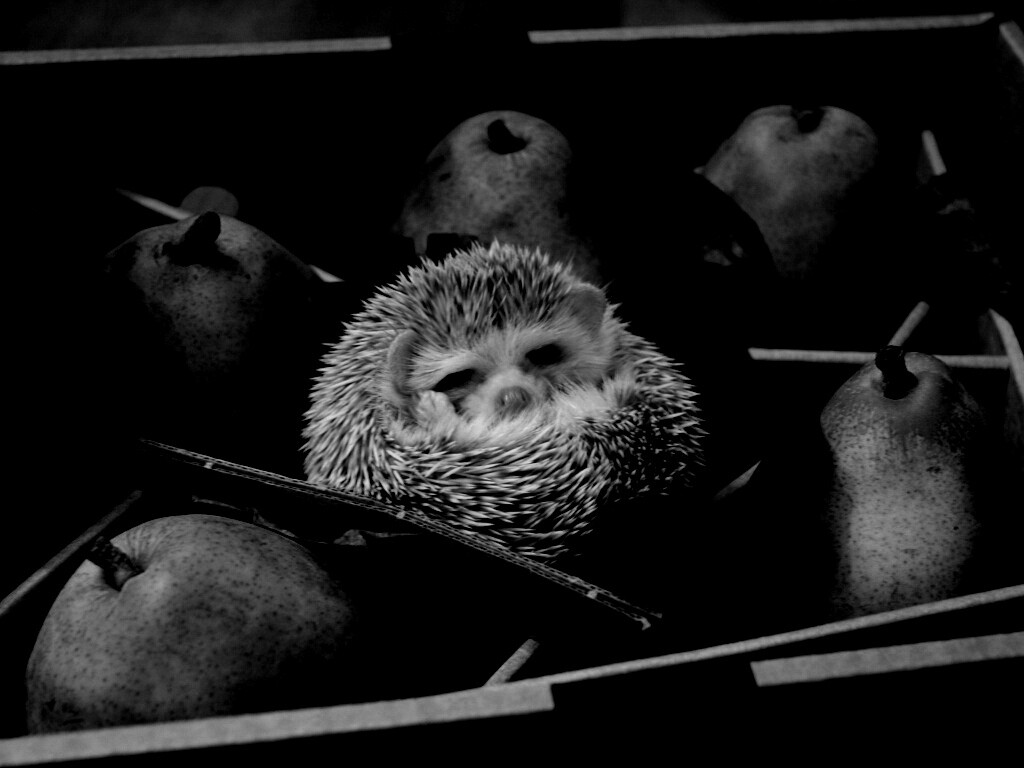 Ёжик в грушах обои