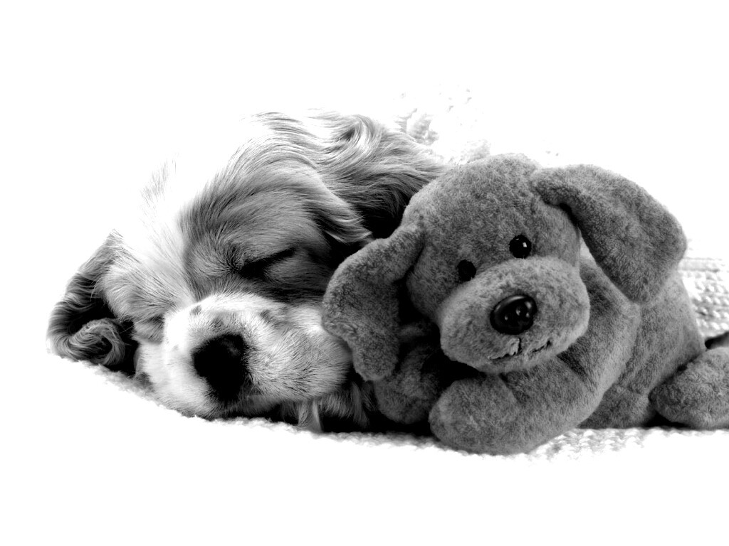 Собака спит с игрушкой обои