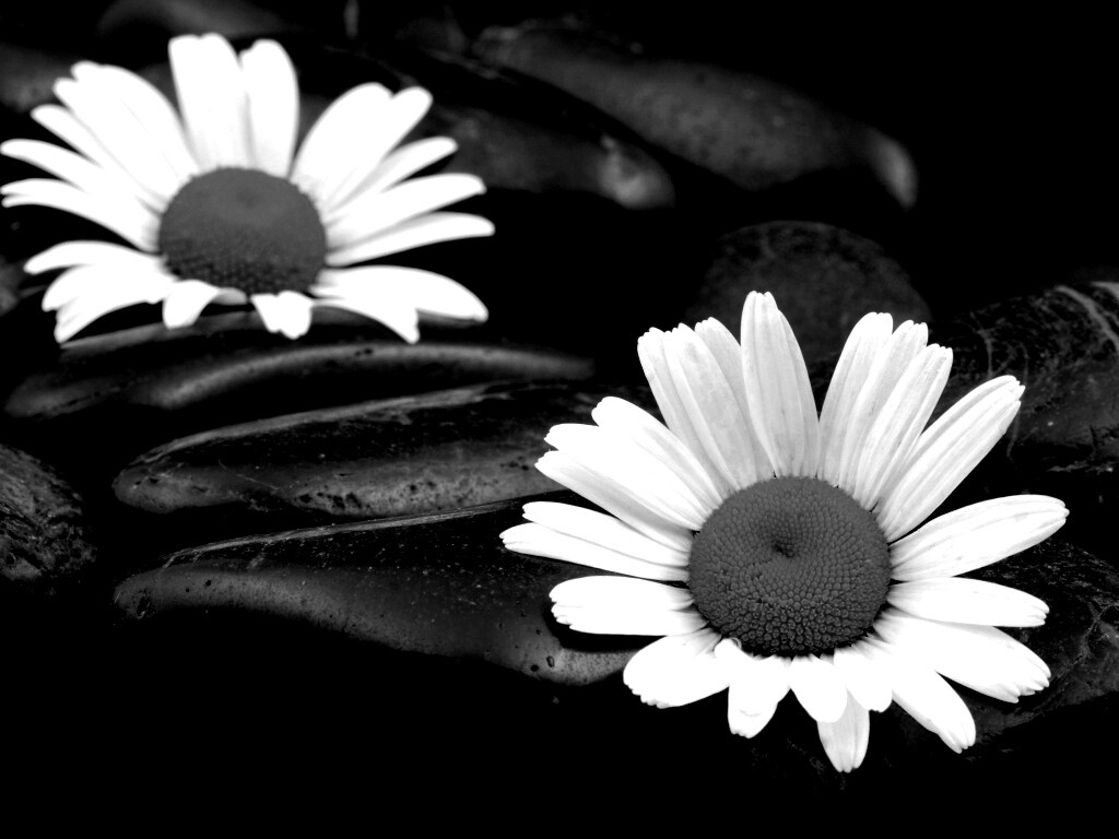 Ромашка среди гальки обои