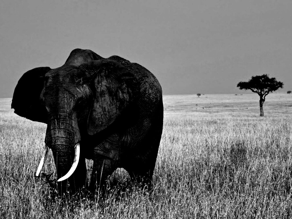 Африканский слон обои