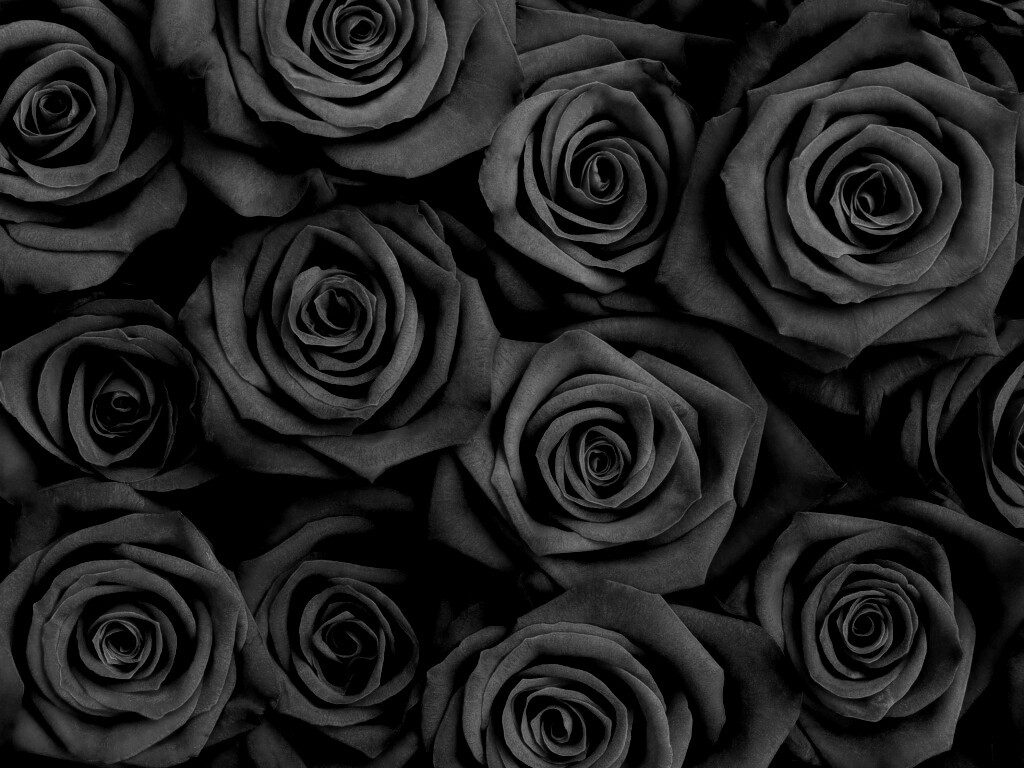 Букет красных роз обои