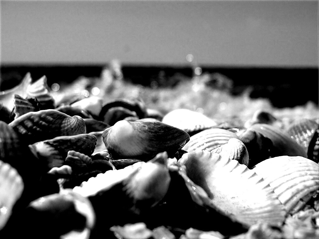 Морские ракушки обои