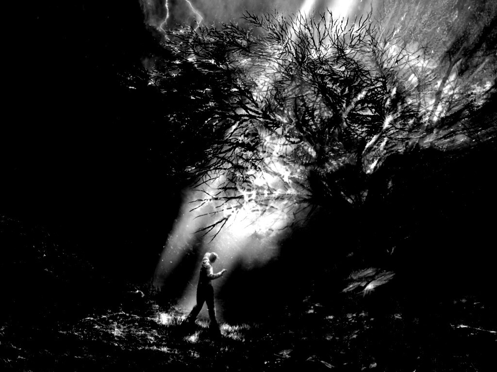 Горящее дерево обои