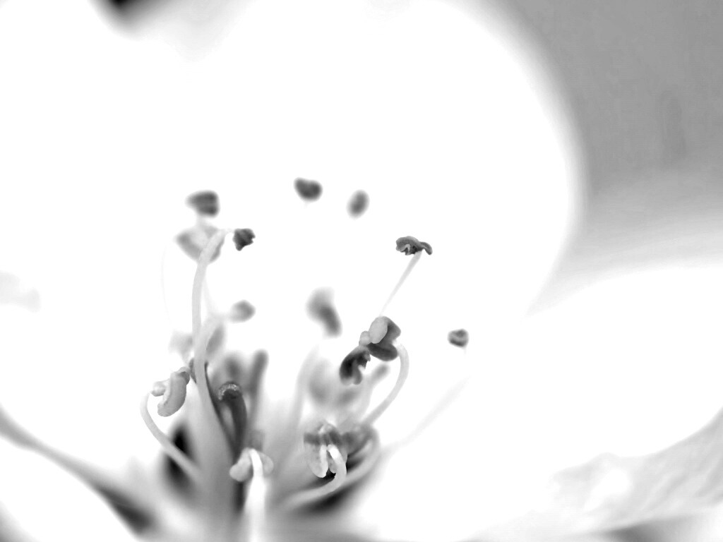 Желтые тычинки обои