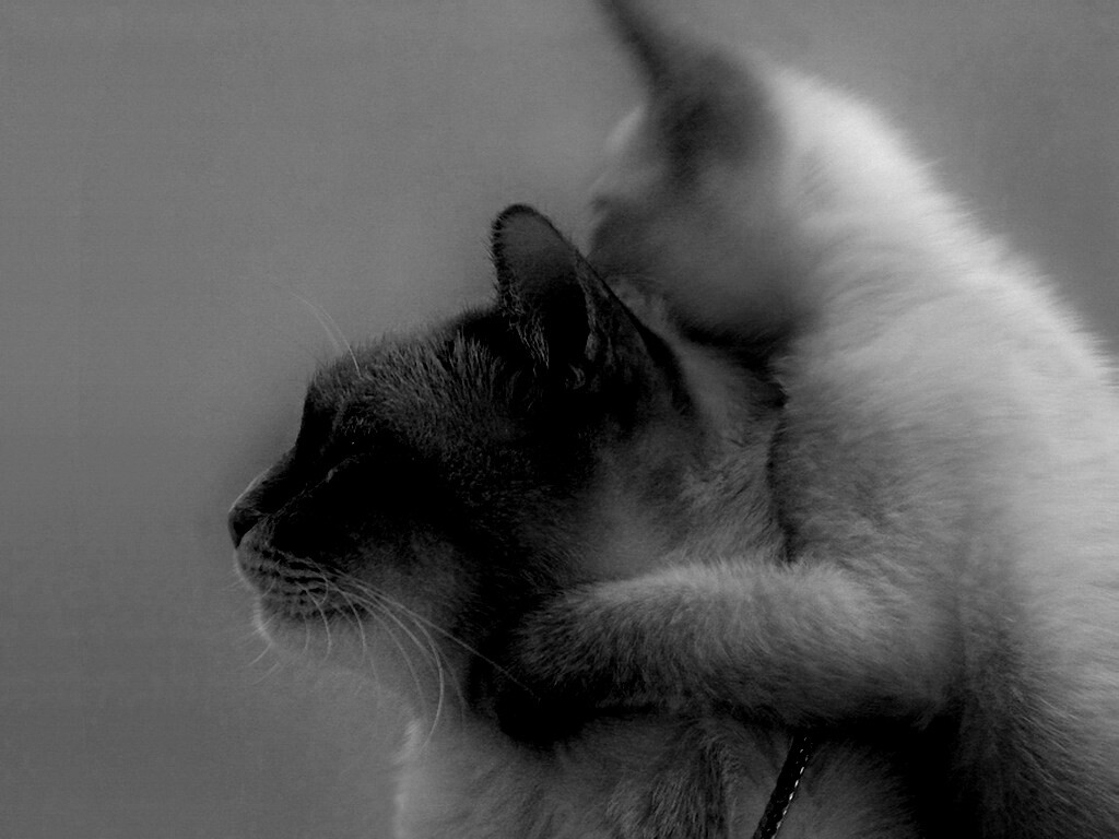 Котёнок обнимает маму обои