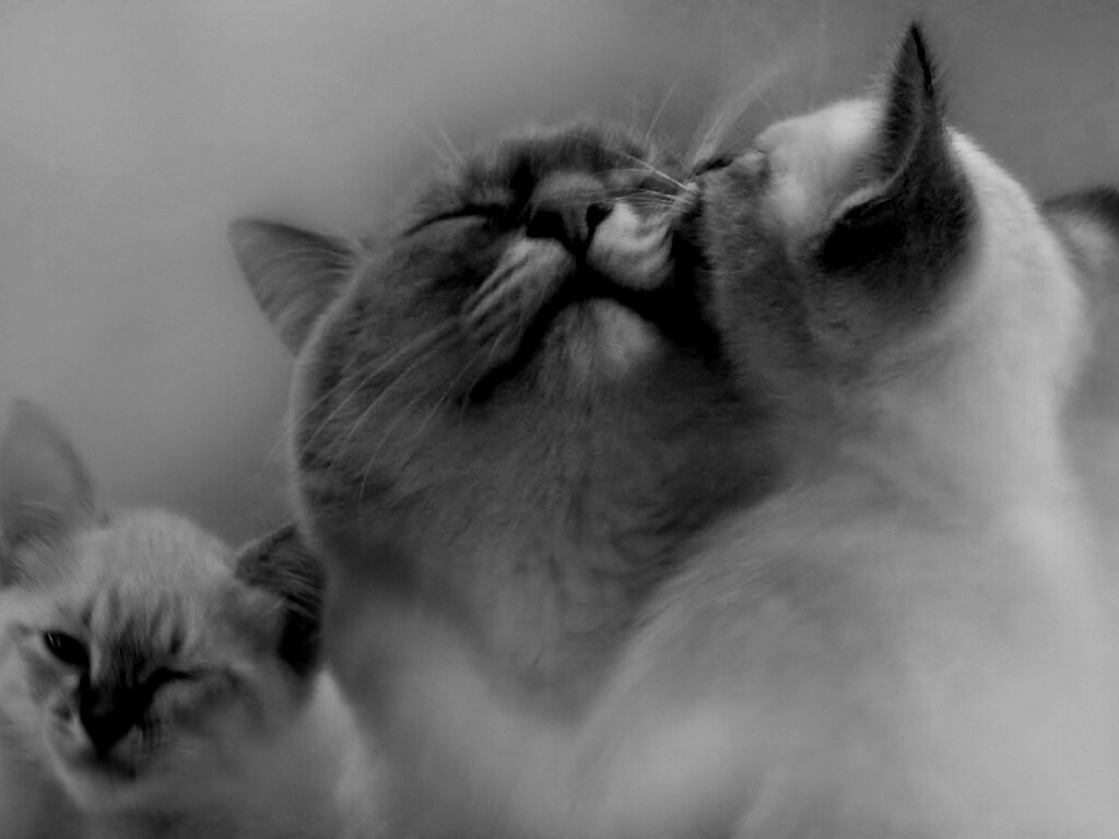 Котята с мамой обои