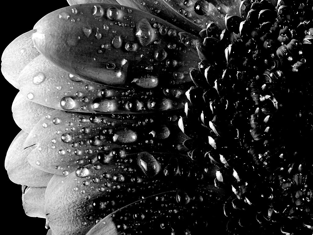 Капли на лепестках гербера обои