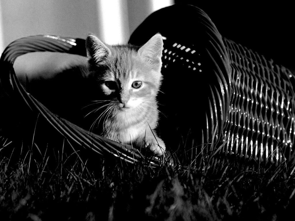 Рыжий котенок в корзине обои