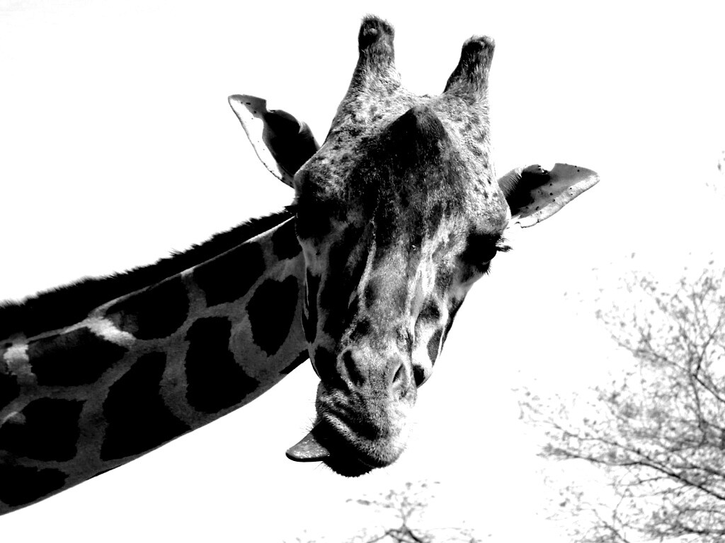 Жираф показывает язык обои