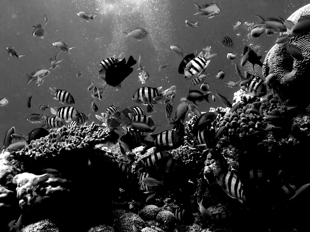 Жизнь в корраловом рифе обои