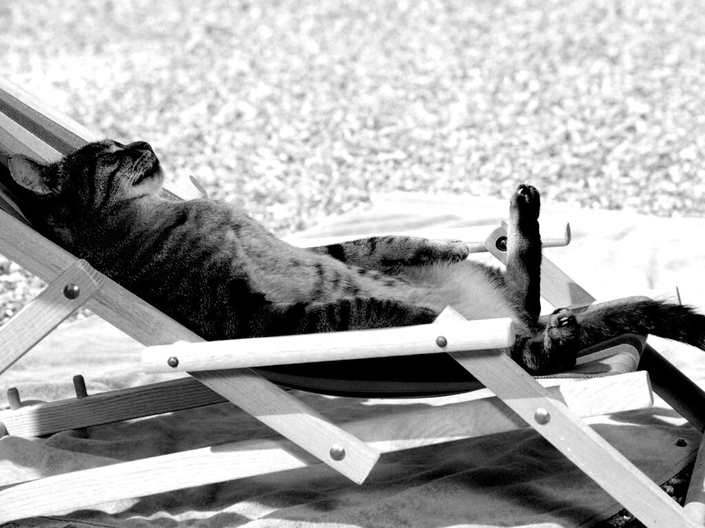 Кот в отпуске обои