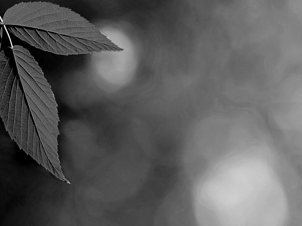 Два листа обои