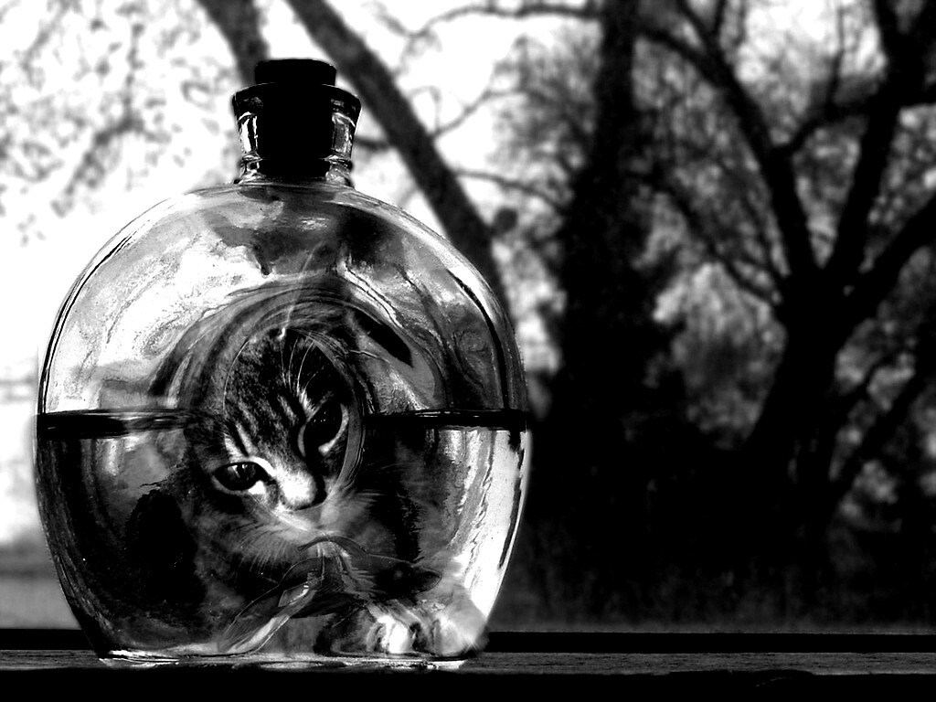 Кот наблюдает за рыбкой в бутылке обои