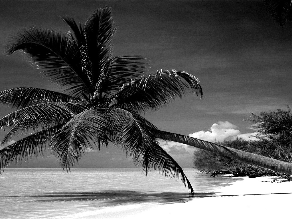 Пальма над водой обои