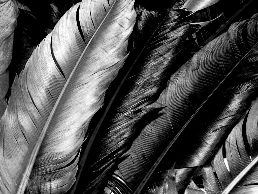 Разноцветные перья обои