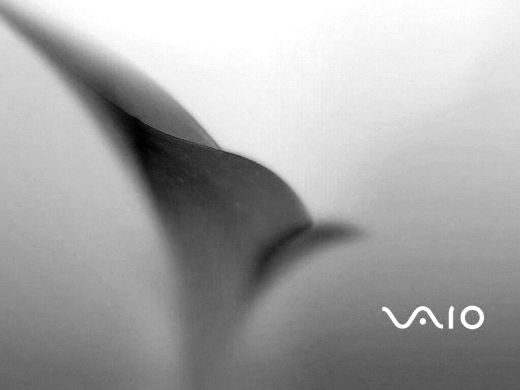 Цветок и логотип Vaio обои