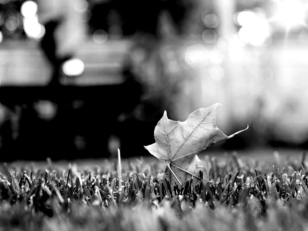 Зеленый лист на траве обои