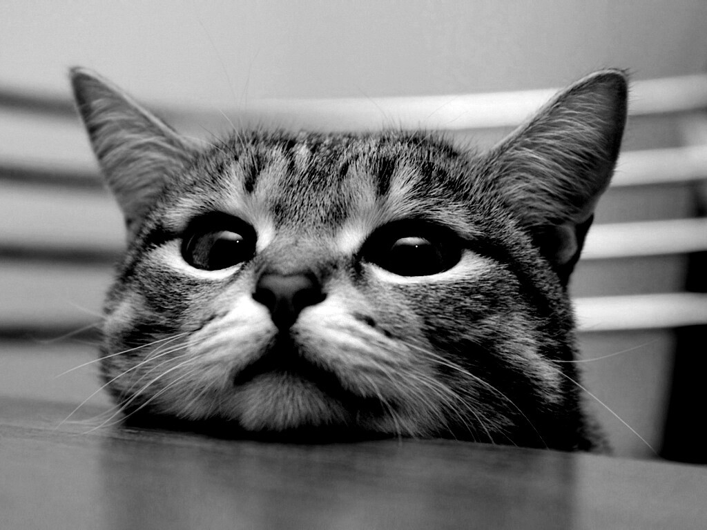 Любопытный котейка обои