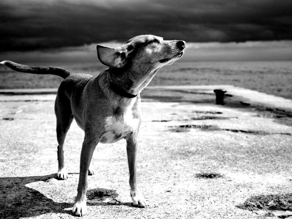 Собака на пирсе обои