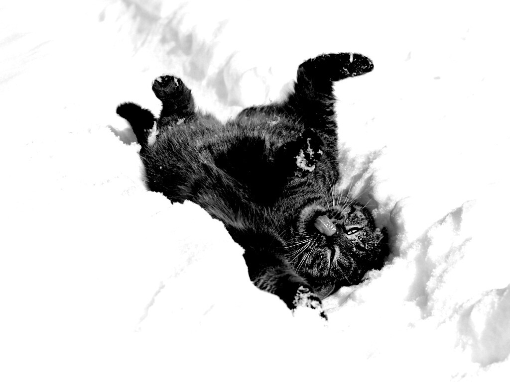 Кот валяется в снегу обои