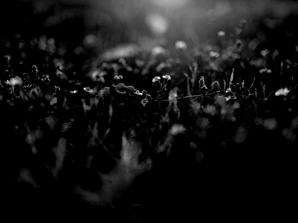 Полевые цветы в закатном солнце обои