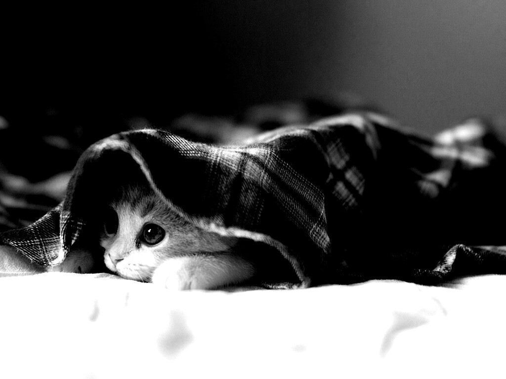 Котенок под одеялом обои