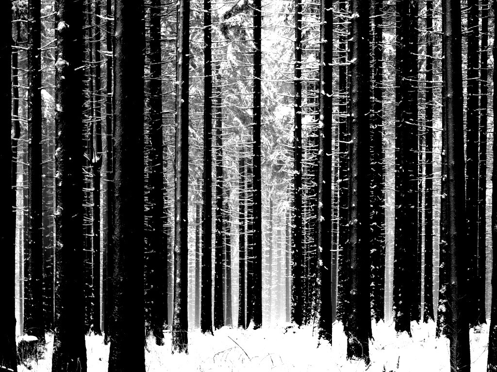 Зимний лес как штрихкод обои
