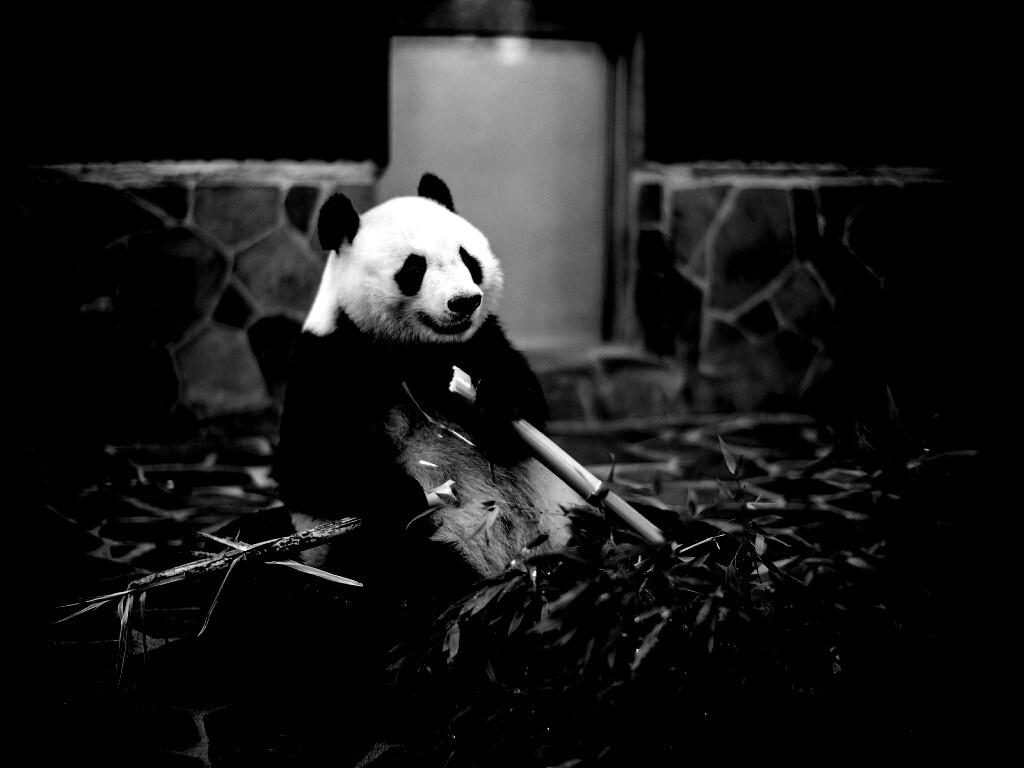 Панда точит бамбук обои