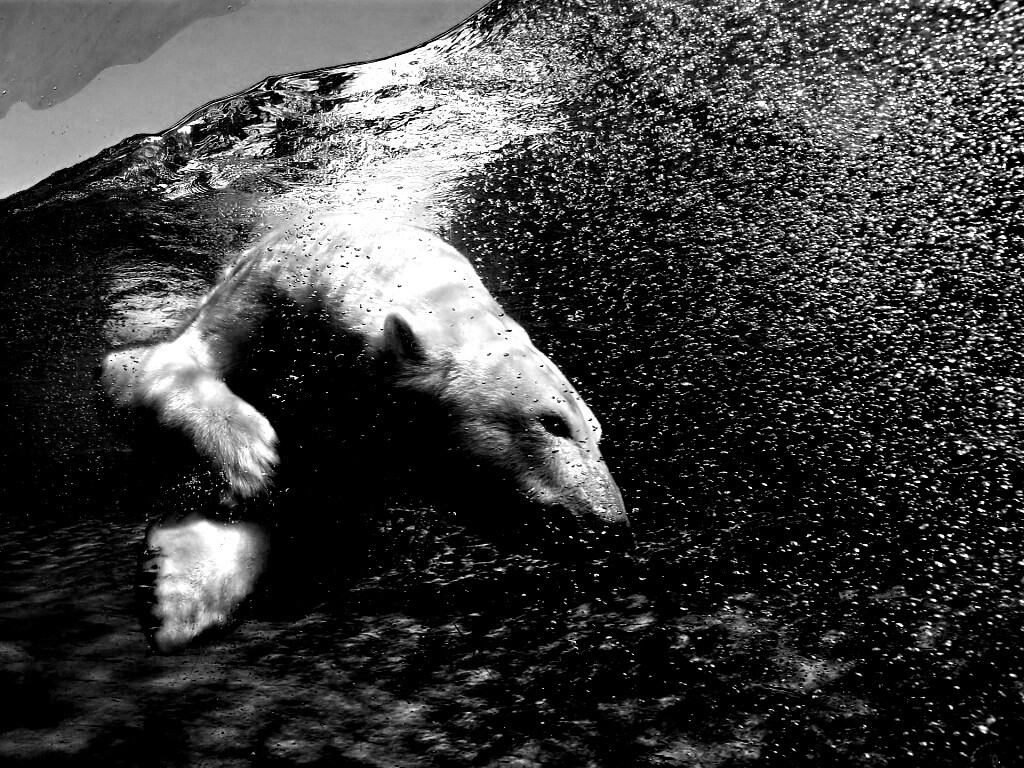 Нырнувший белый медведь обои