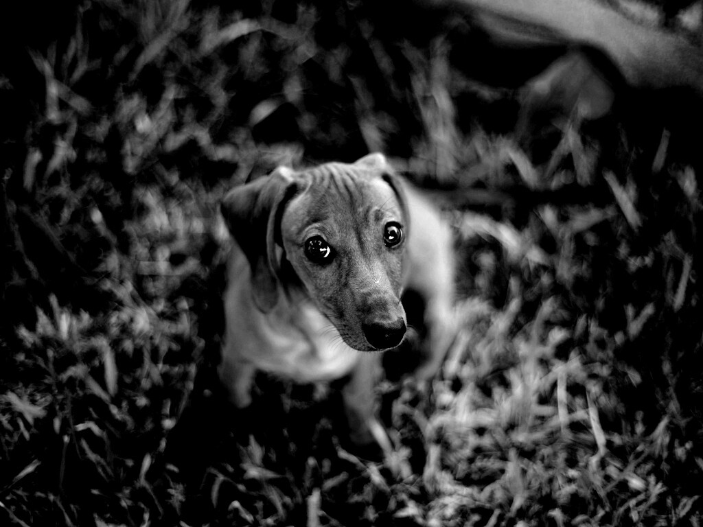 Маленькая милая такса обои