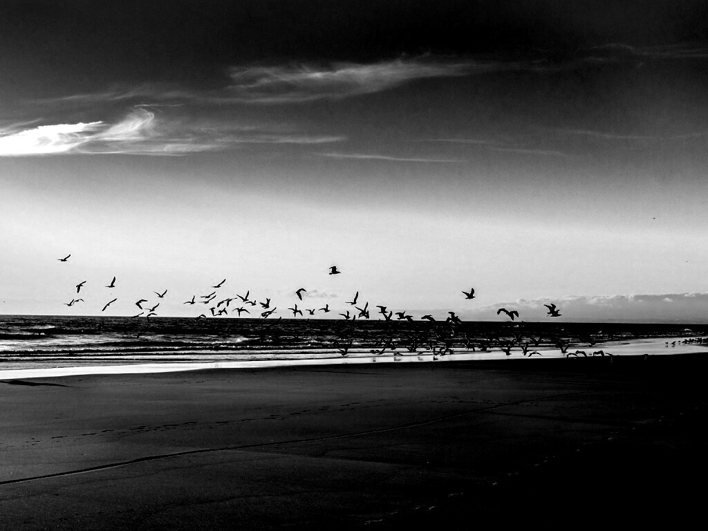 Стая птиц на пляже обои