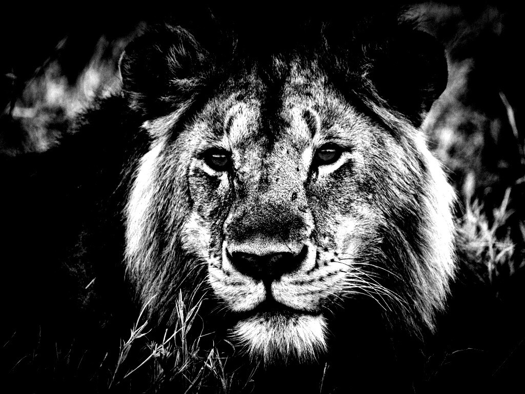 Гордый лев с горящими глазами обои