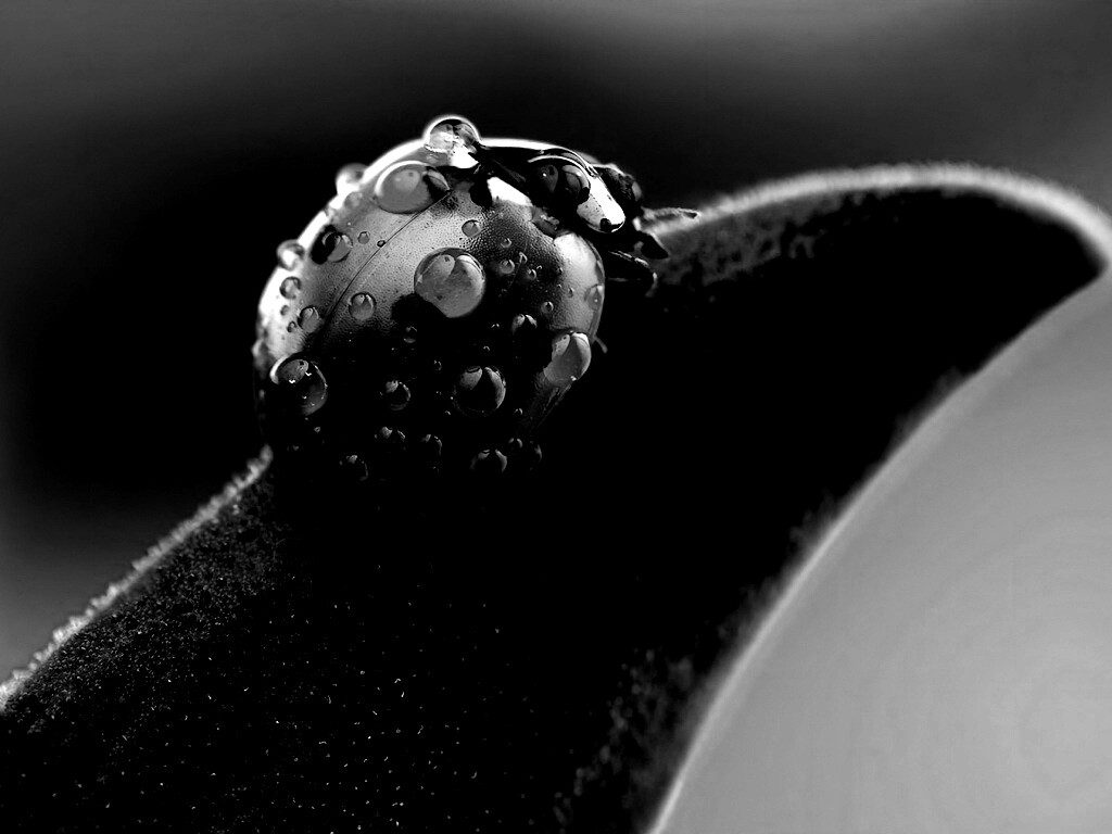 Божья коровка в макро обои