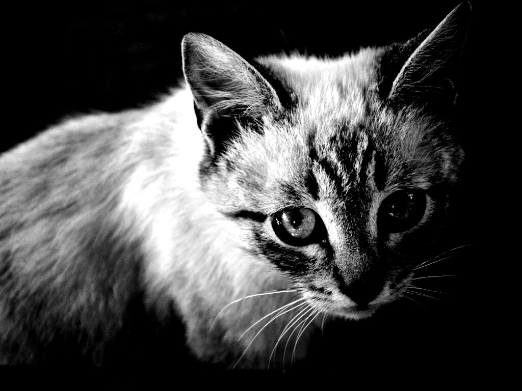 Котенок с синими глазами обои