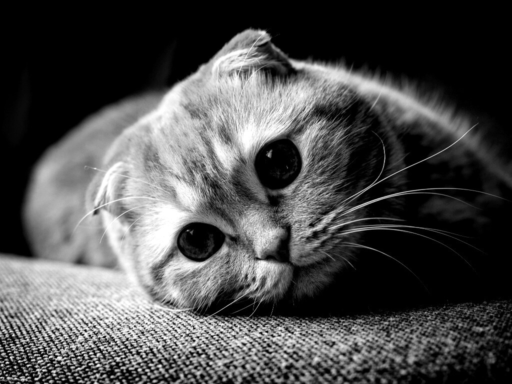 Скоттиш фолд рыжий обои