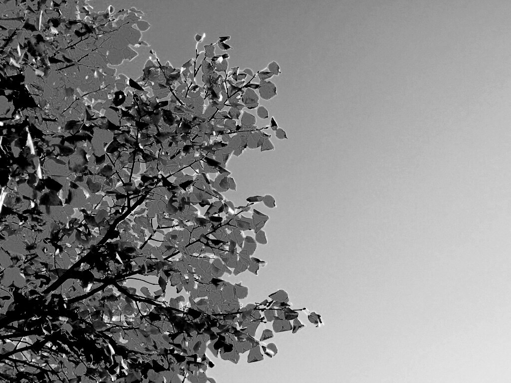 Ветви с пожелтевшими листьями на фоне неба обои