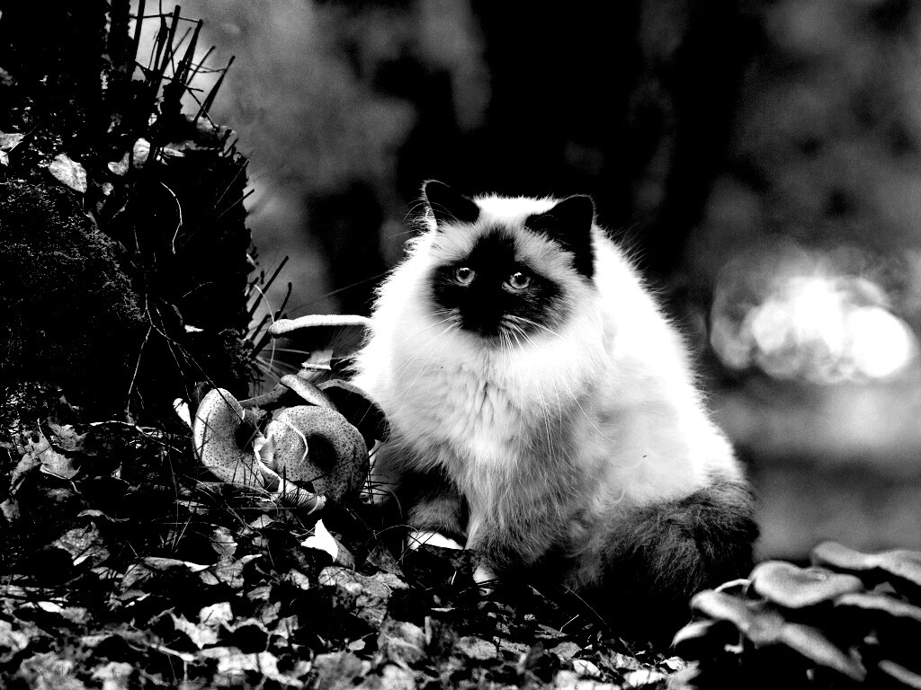 Пушистый кот среди пожелтевшей листвы обои