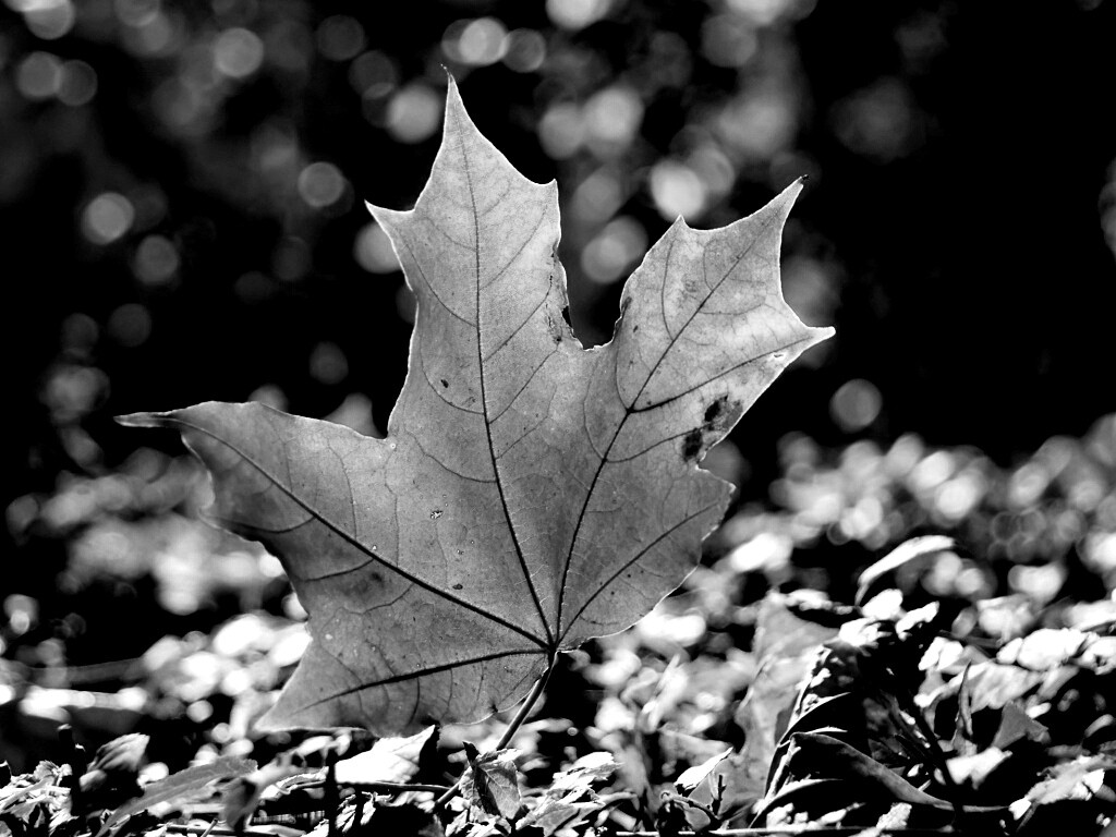 Желтый кленовый лист обои