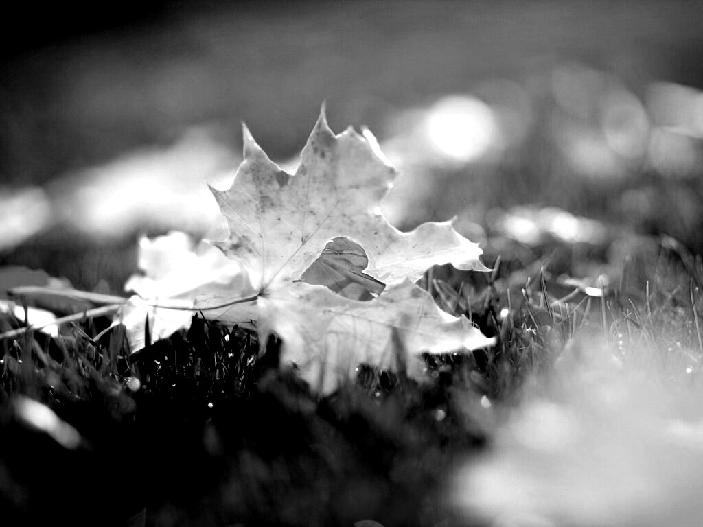 Листик в форме сердца обои