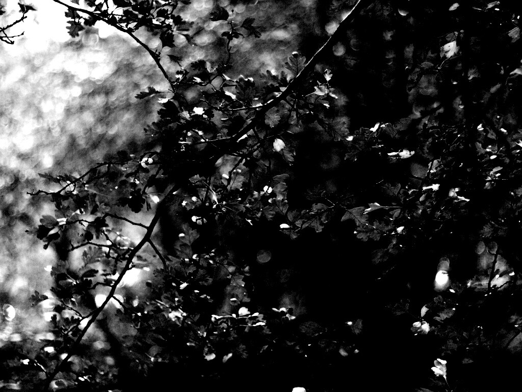 Дубовая зеленая листва обои