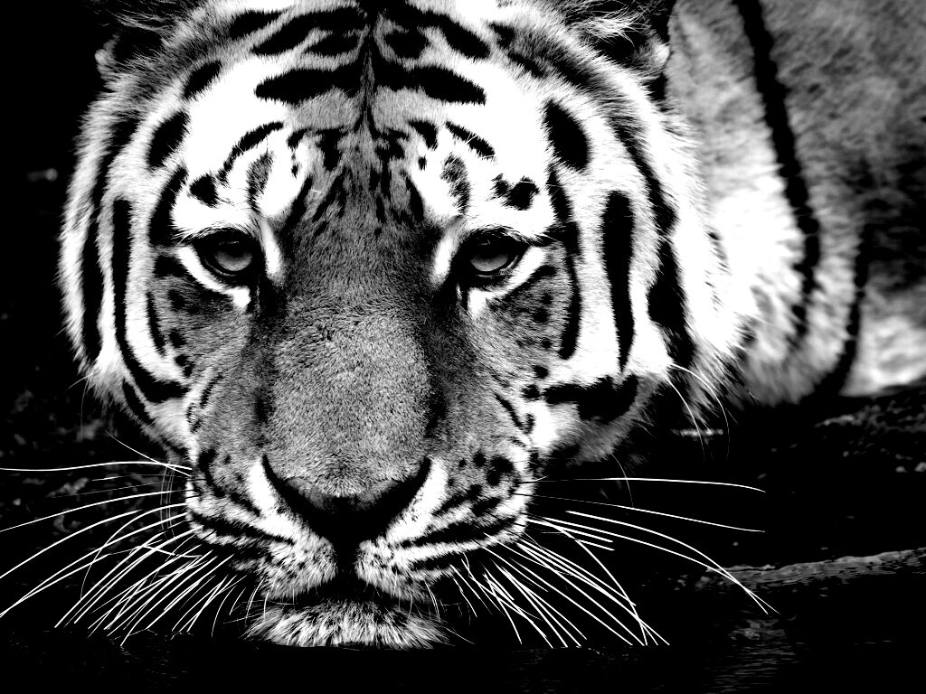 Купание тигра обои