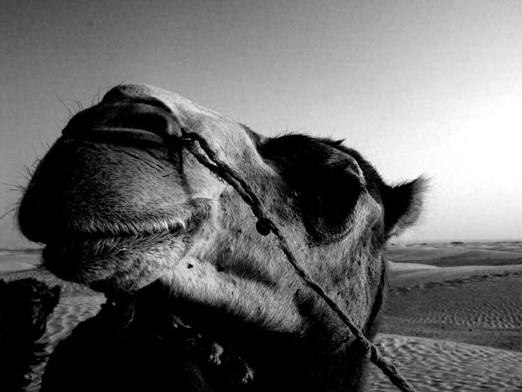 Верблюд обои