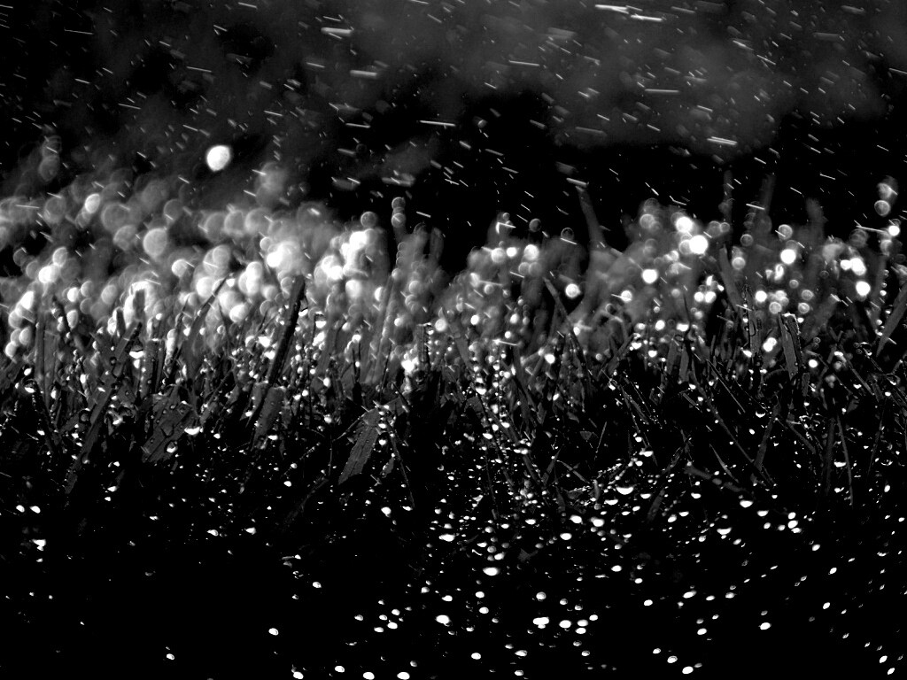 Роса на траве обои