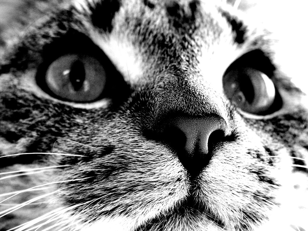 Кошачья мордочка обои