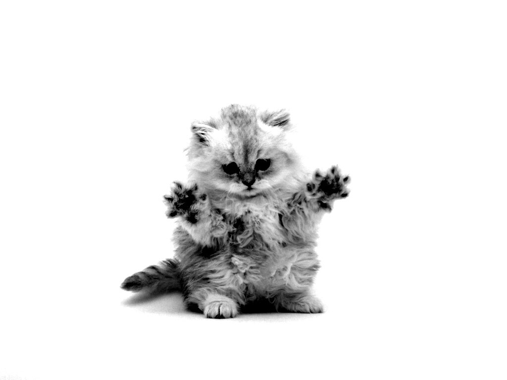 Милый котенок обои