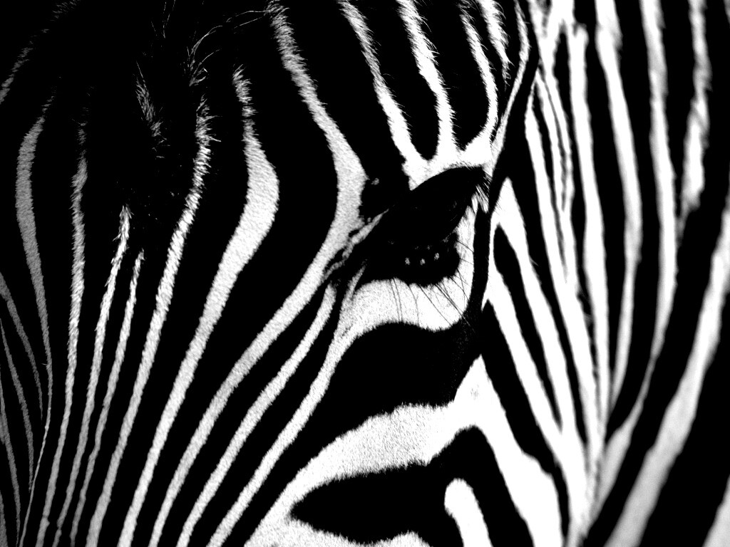 Зебра обои