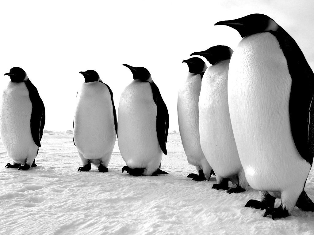 Слет пингвинов обои
