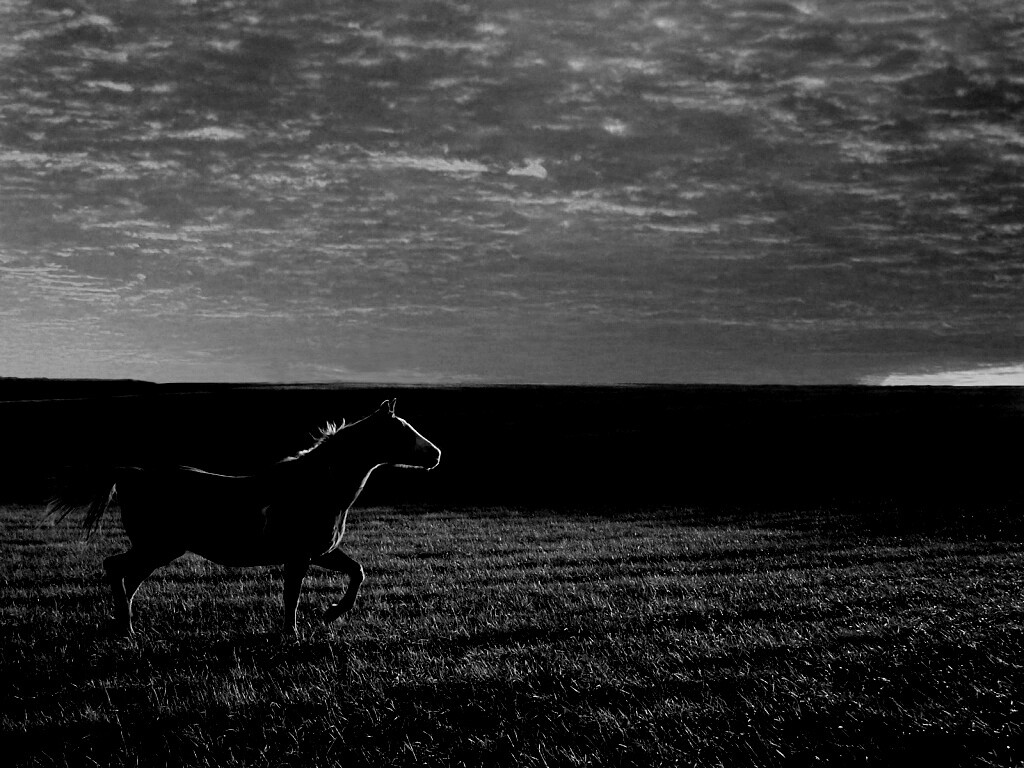 Мустанг обои