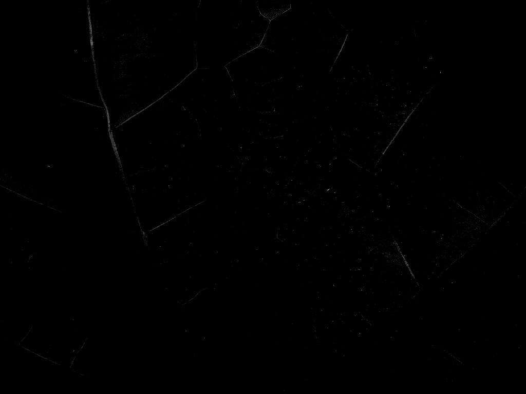 Макро зеленый лист обои